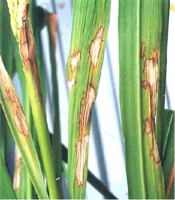 Bệnh khô vằn trên lá lúa