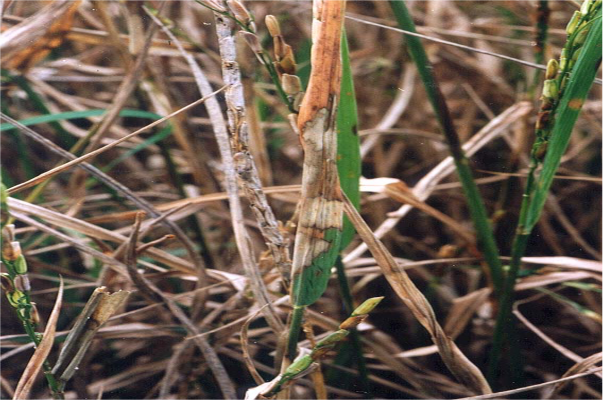 Bệnh khô vằn trên lúa