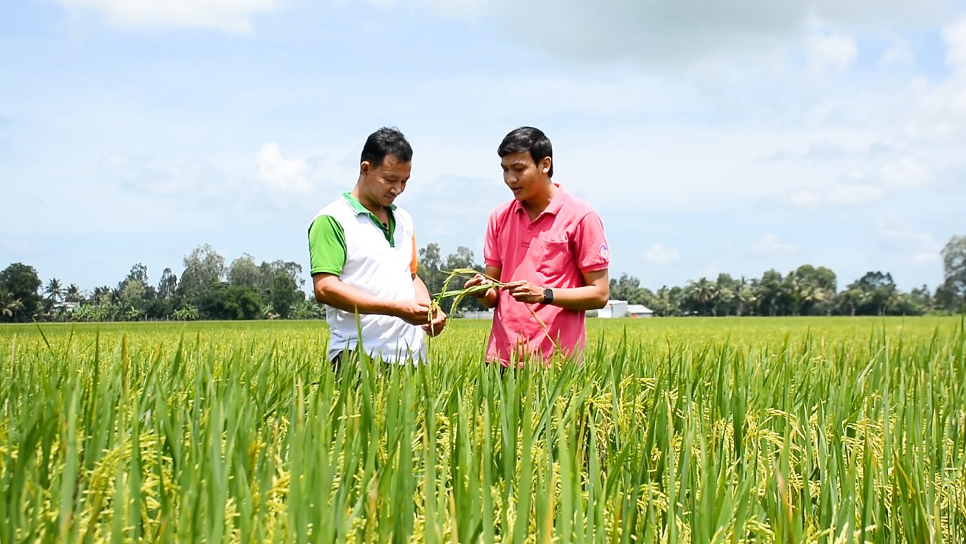 Quản lý bệnh hại trên lúa