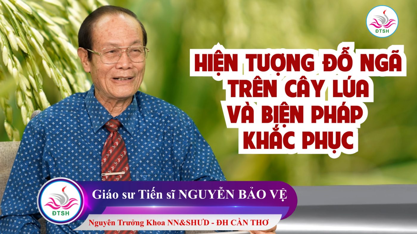 GsTs Nguyễn Bảo Vệ Hiện tượng đõ ngã trên cây lúa