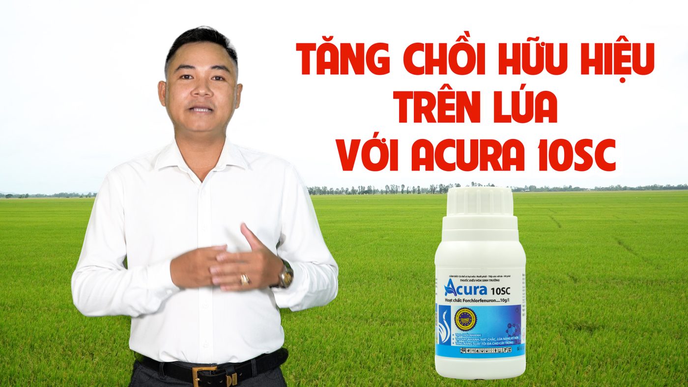 Tăng chồi hữu hiệu trên lúa với Acura 10SC