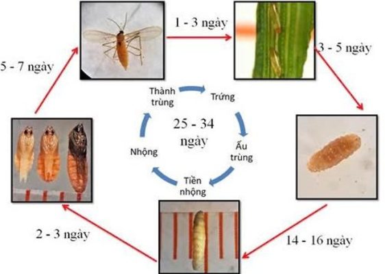 Hình 5. Vòng đời của muỗi hành