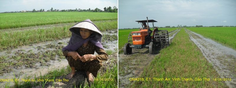 Hình 11: Ruộng bị đạo ôn – vi khuẩn kép phải xới bỏ sạ lại