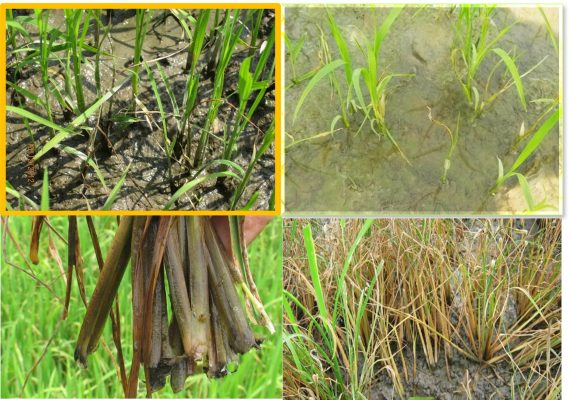 Hình 5: Vi khuẩn thối gốc (thối thân) gây hại trên lúa