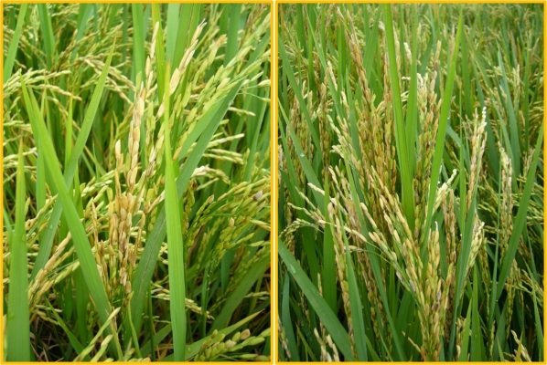 Hình 6: Vi khuẩn lép vàng gây hại trên lúa (làm bông lúa bị “bắn máy bay”)