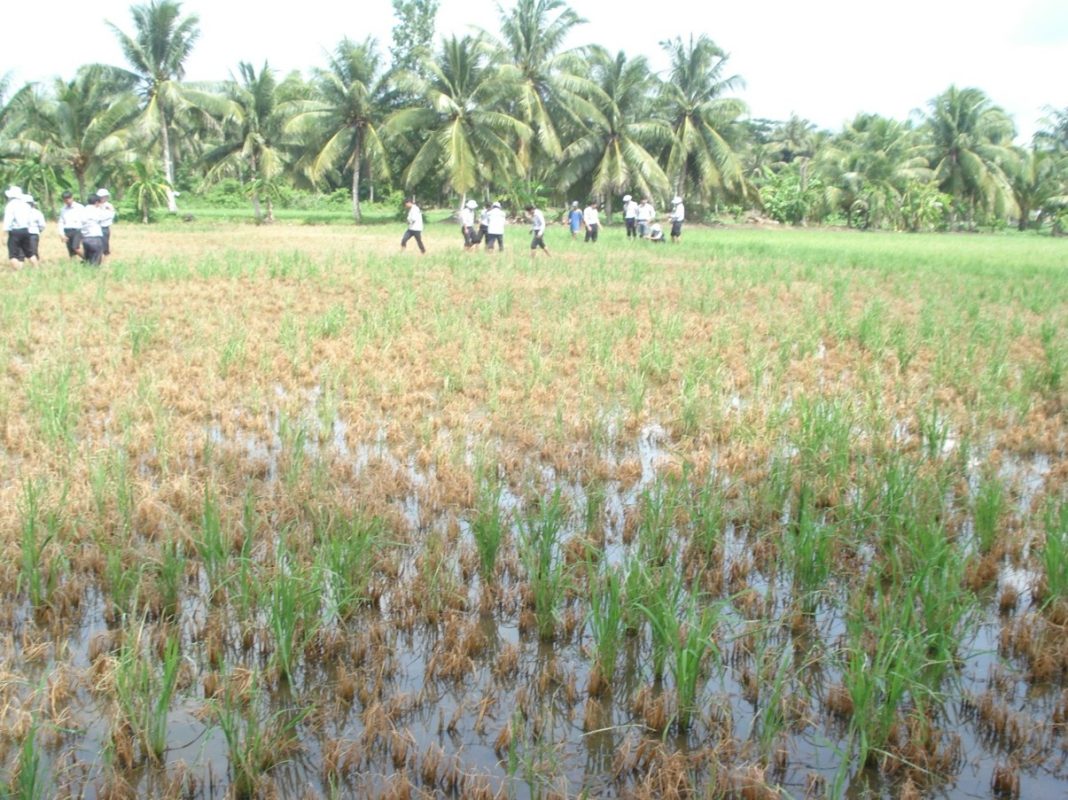 Hình 8: Đạo ôn vi khuẩn - Trà Vinh, ngày 17 tháng 7 năm 2010