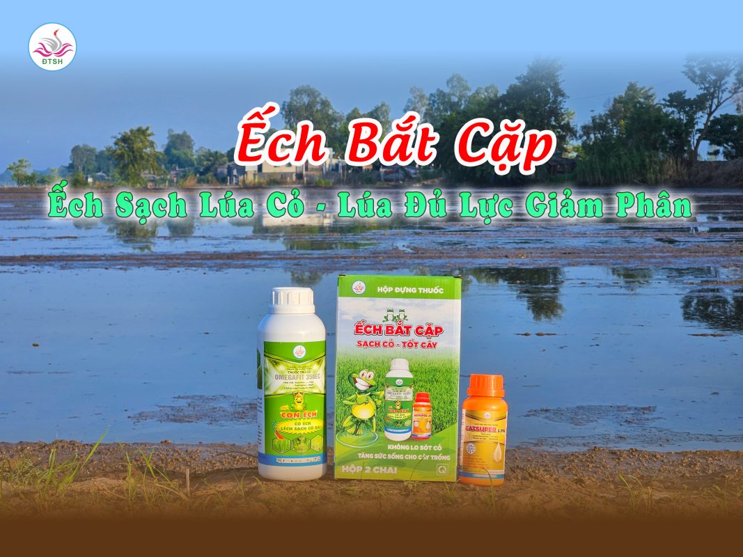 Hình 4. Hình ảnh thực tế giải pháp Ếch Bắt Cặp